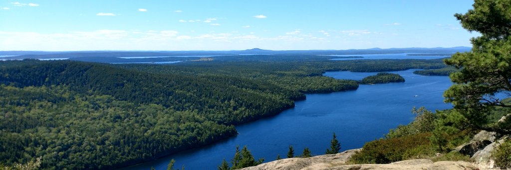 Carol Dannenhoffer banner