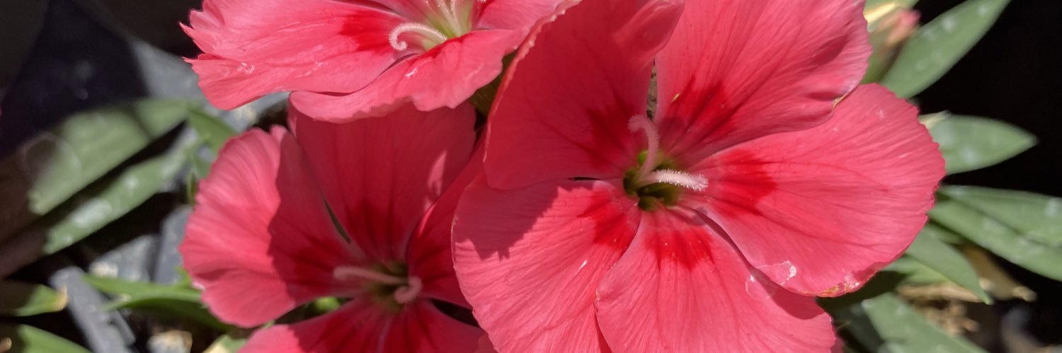 kenz_pai's profile banner image