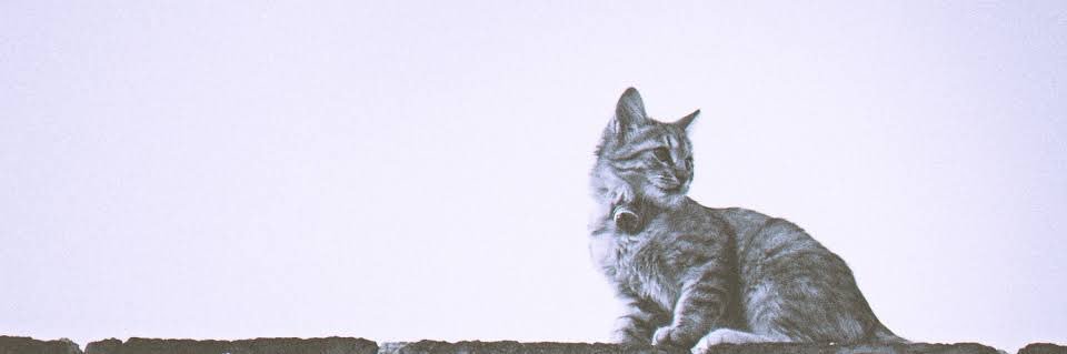msk19950809's profile banner image