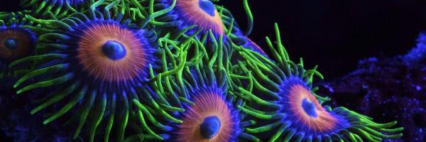 reefscom Profile Banner