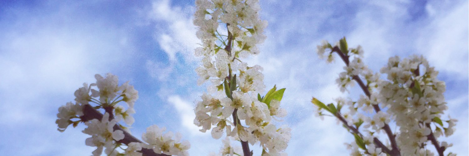 MAROUHA's profile banner image