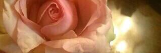 شوشو banner