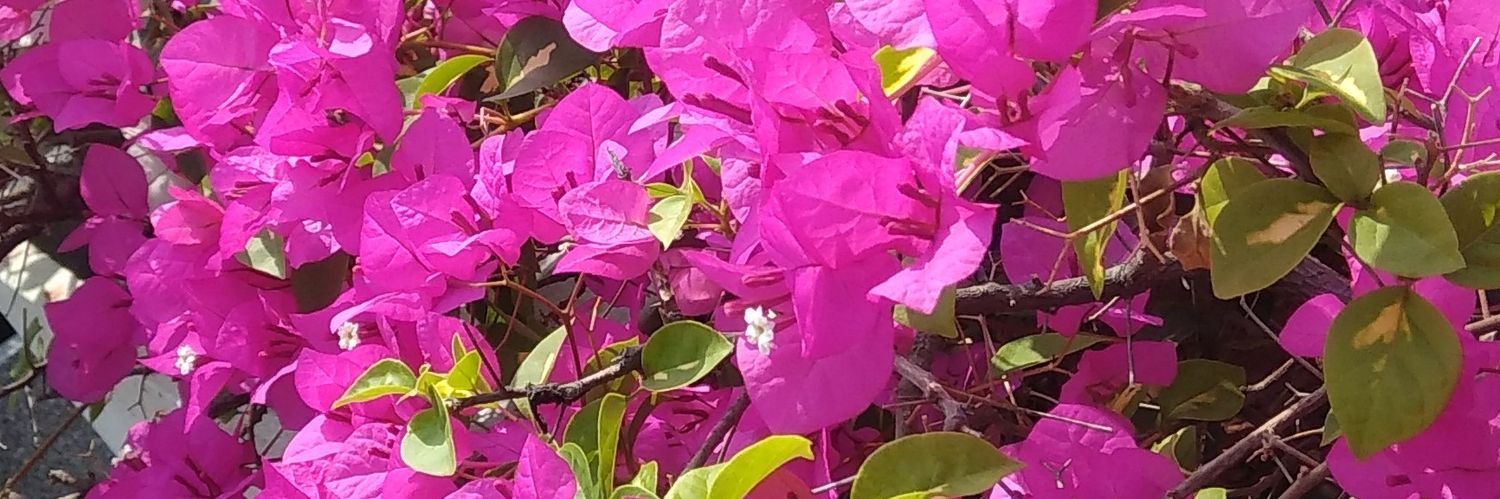 Prashantkrs2's profile banner image