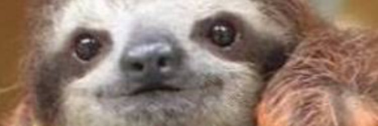 syarock23's profile banner image