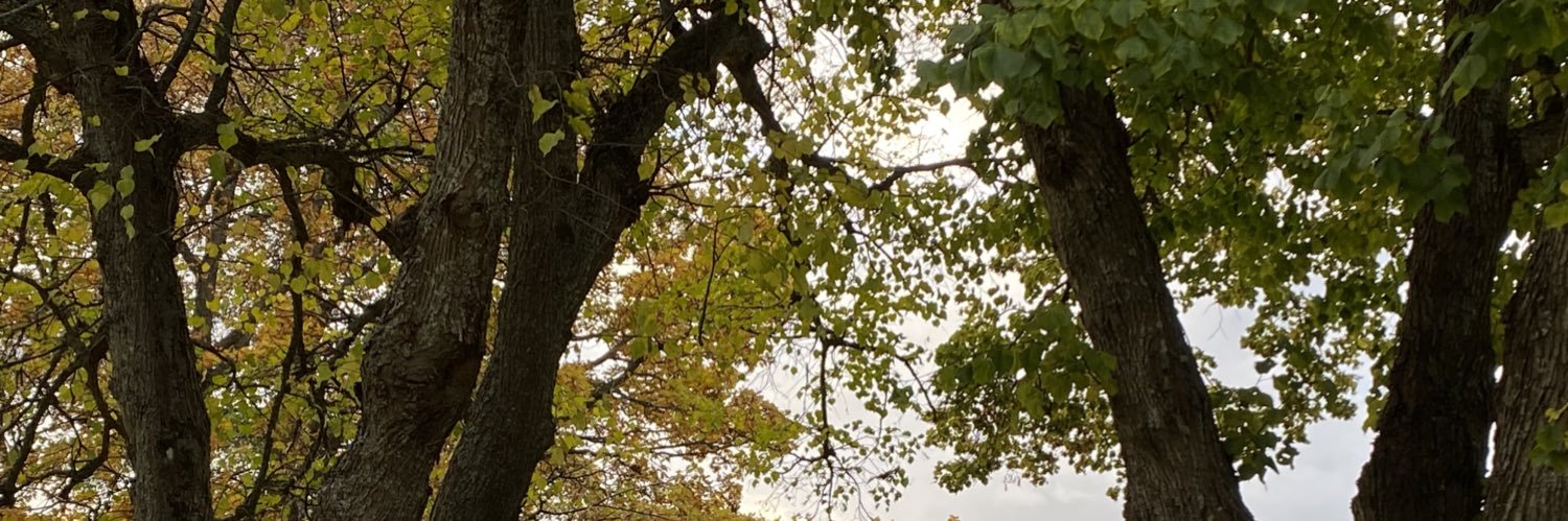 minnatlam's profile banner image