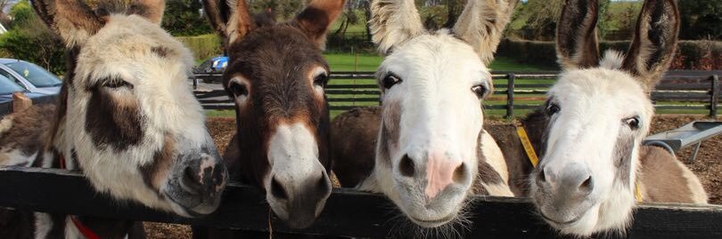 Do It For Donkeys's banner