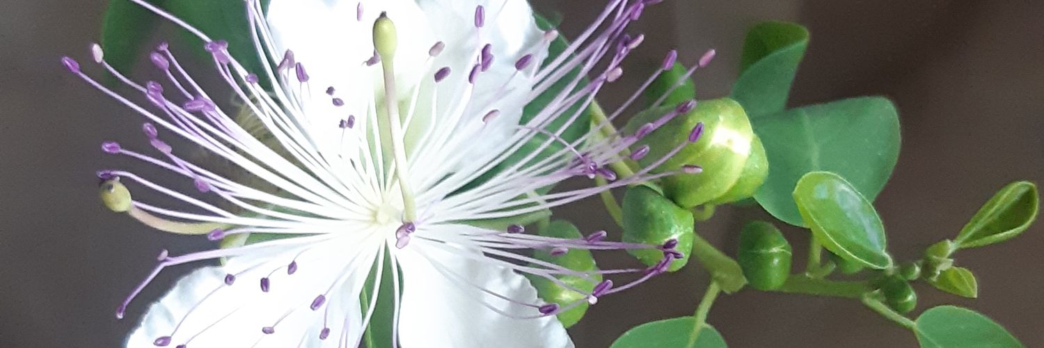 ultimochiodo's profile banner image