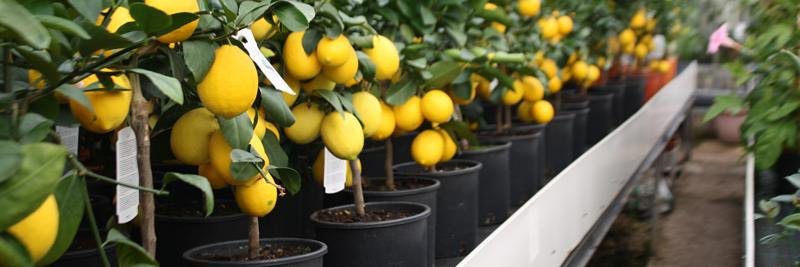 Plants4Presents banner