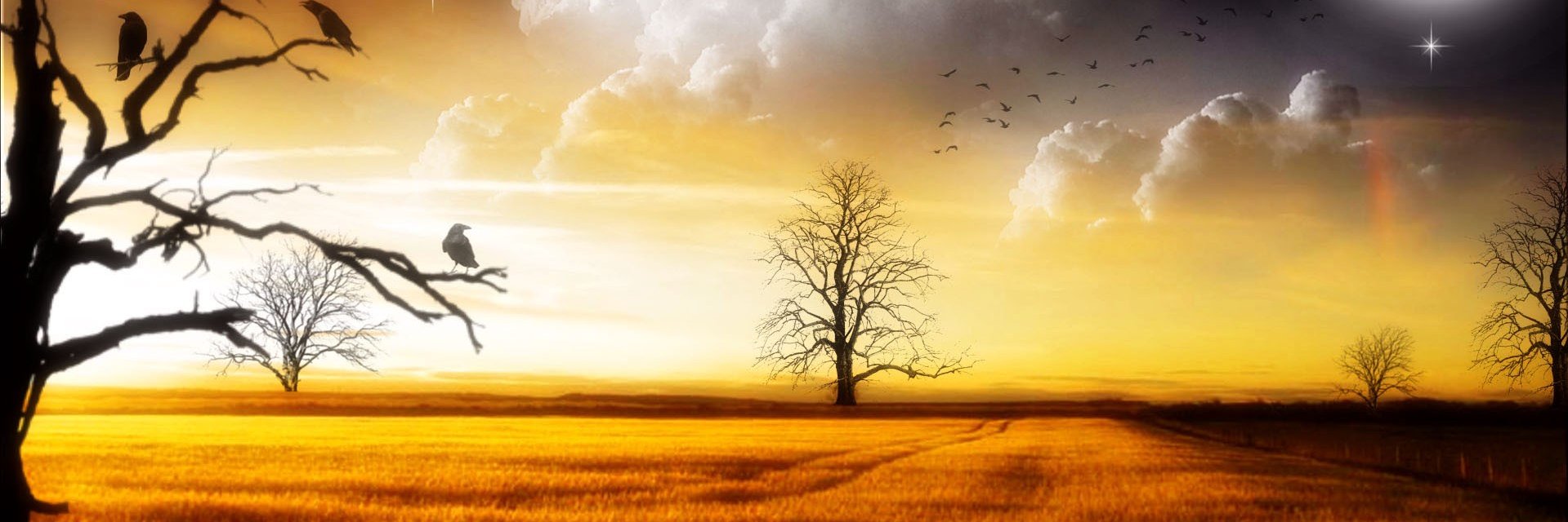 Halfwerk's profile banner image