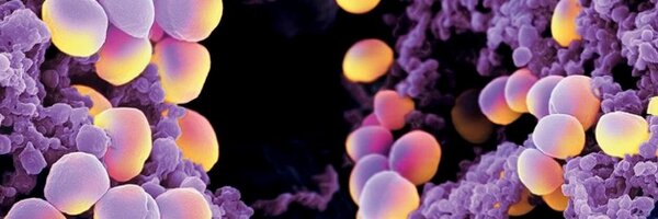 microbiolmonash Profile Banner