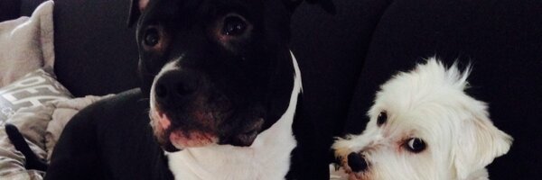 JoycePara Profile Banner