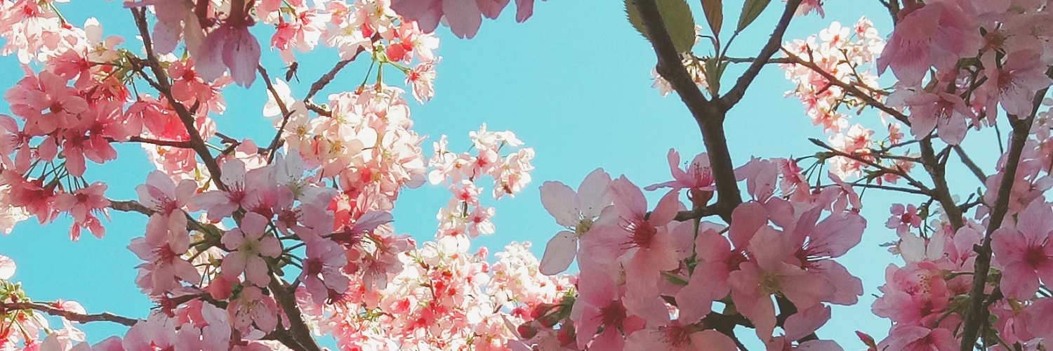邱吉 Chiu Chi 🌸 banner