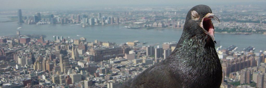 TheRedPigeon892's profile banner image
