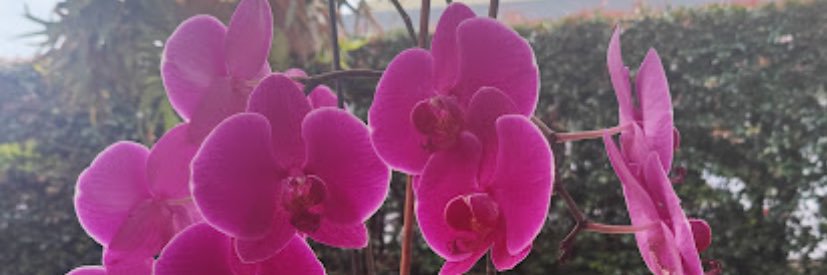 6caotica66's profile banner image