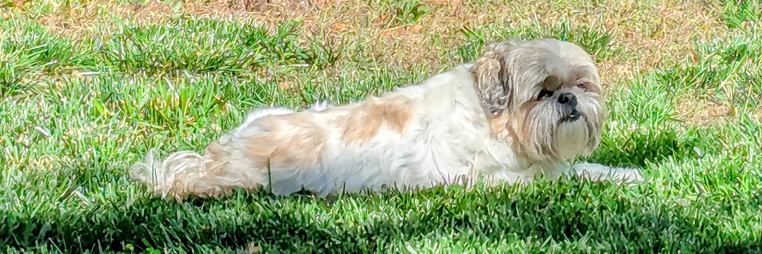 DuckieFans's profile banner image