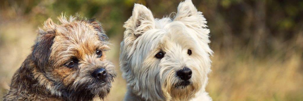 Nick Miles 💙 banner