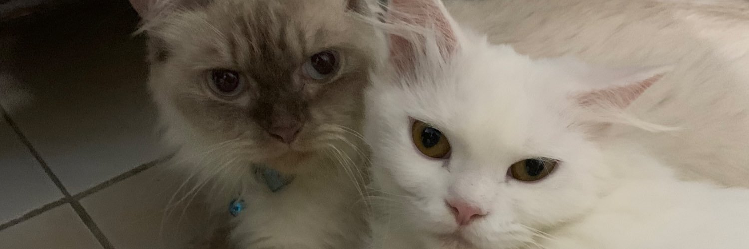 adeleialeatfsh's profile banner image