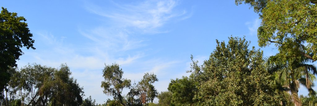 sohoniD16's profile banner image