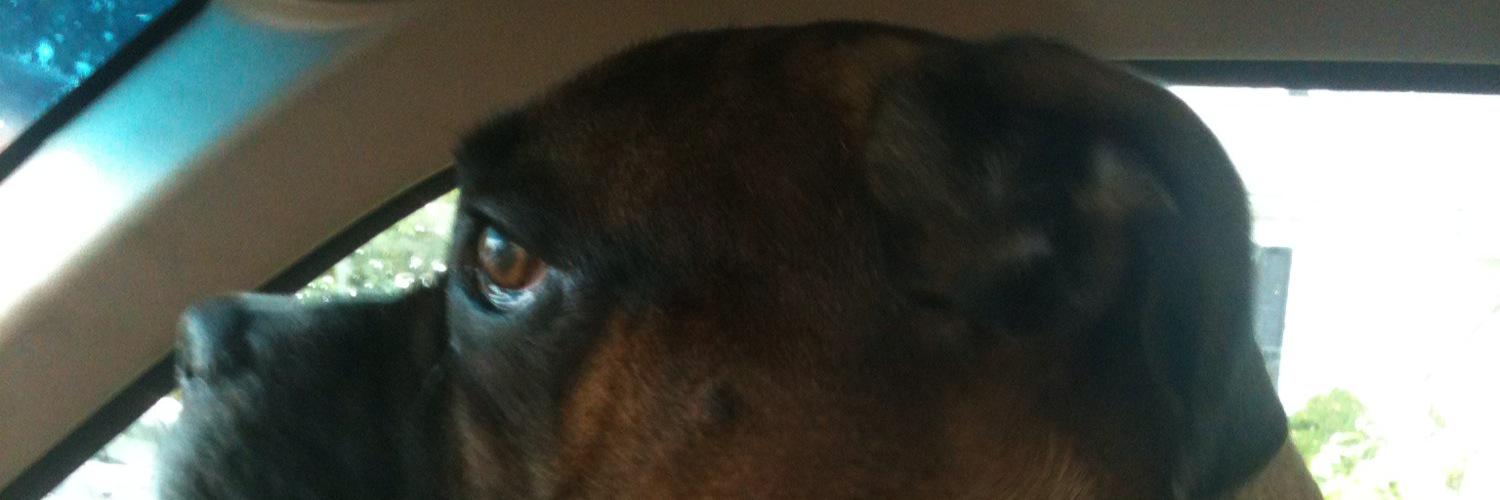 Deblily's profile banner image