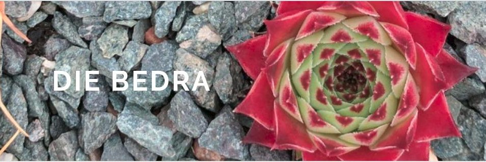 Petra Breunig 📯 banner