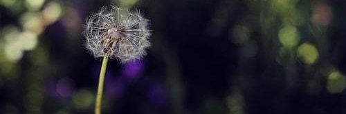 Chavarin1232's profile banner image