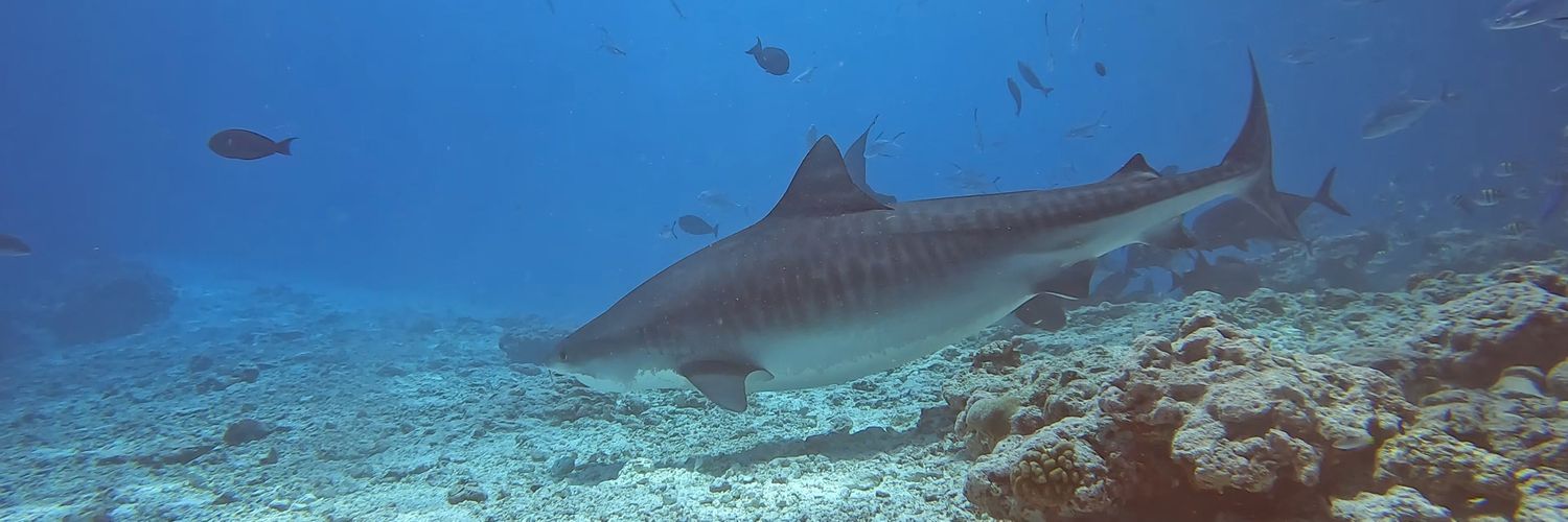 Michael Hablich banner