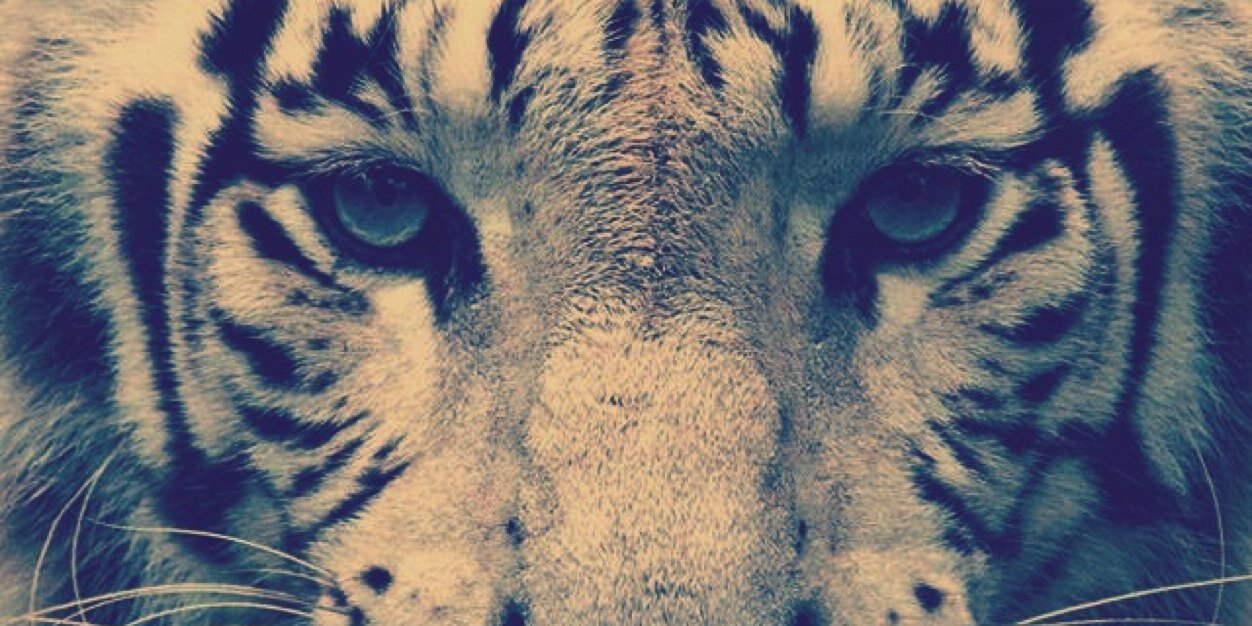 ___tora_sS's profile banner image