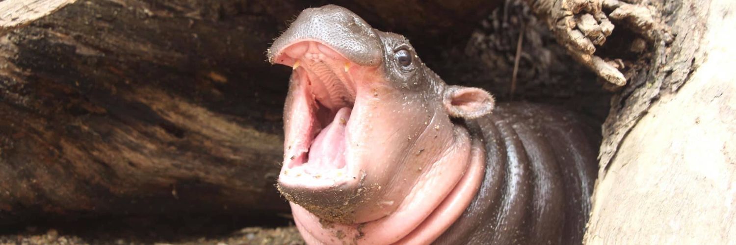 emxnvm's profile banner image
