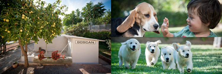 GossosdeGoscan's profile banner image