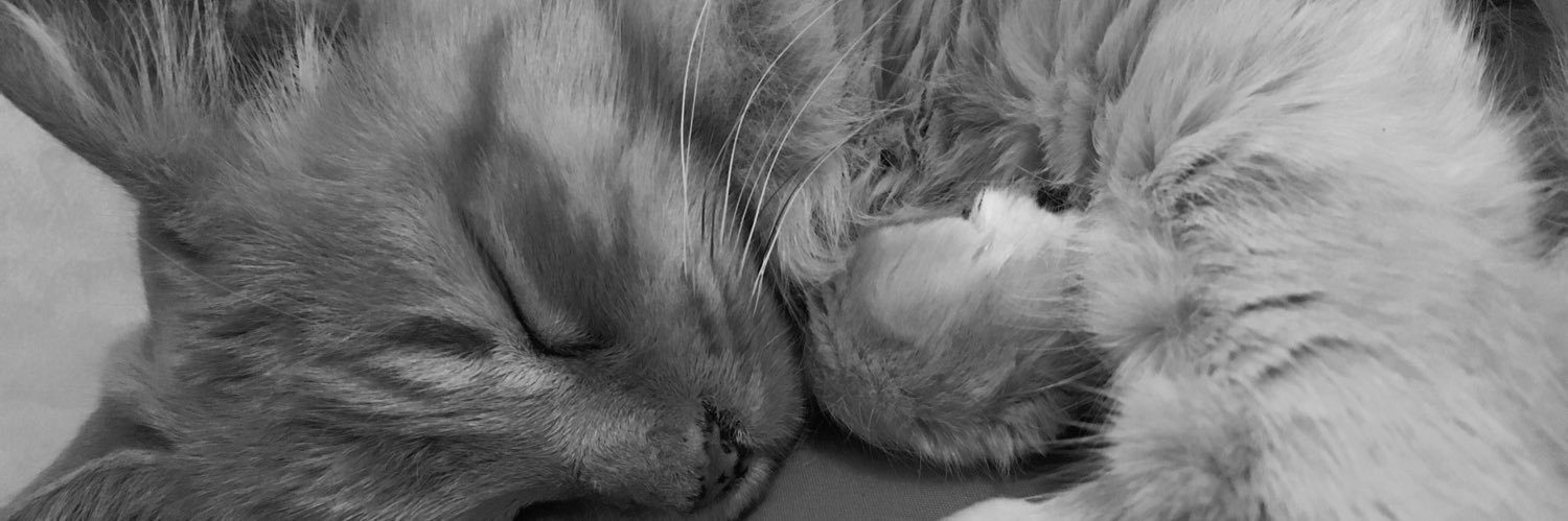Flocornelli's profile banner image