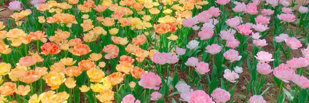 hiropiko_5's profile banner image