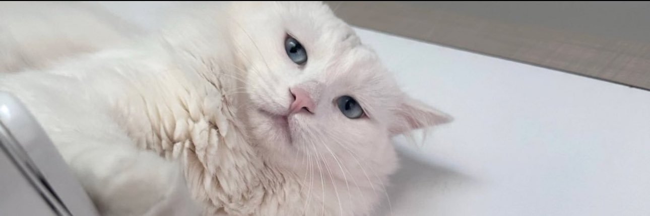 zllysn's profile banner image