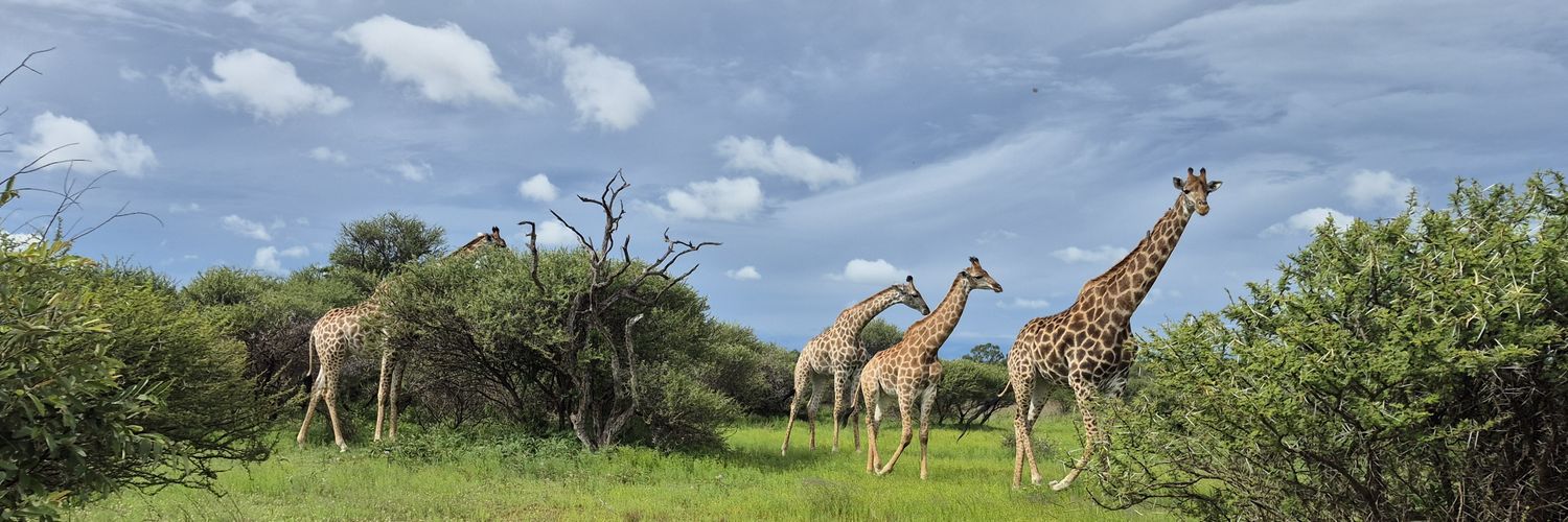 SolitaireSwa's profile banner image