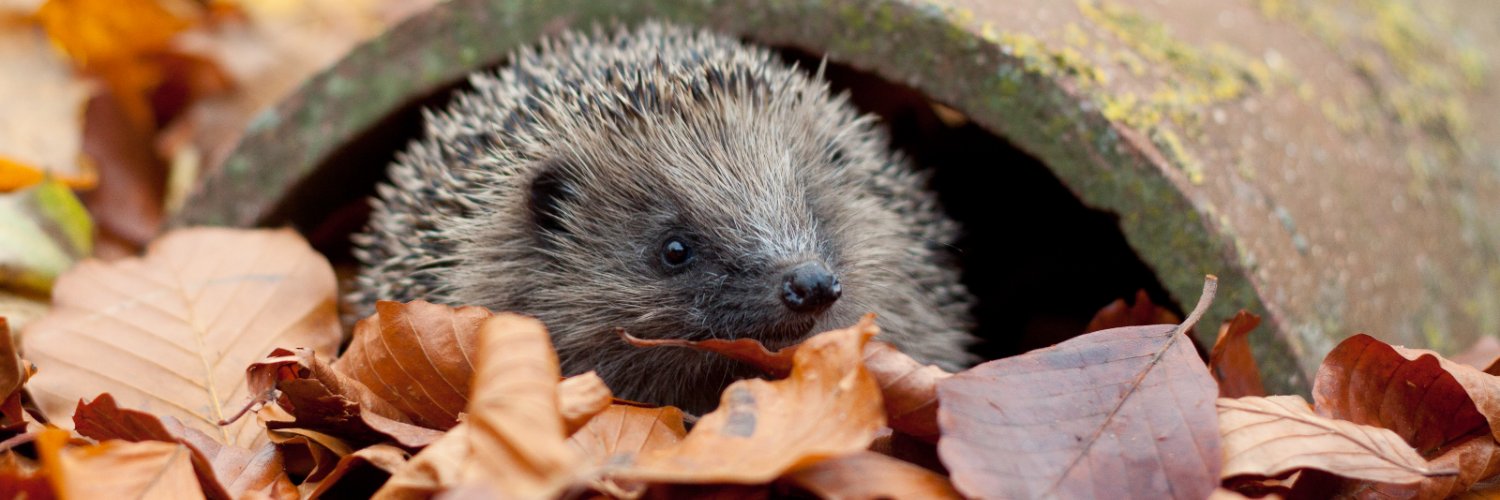 Devon Wildlife Trust's banner