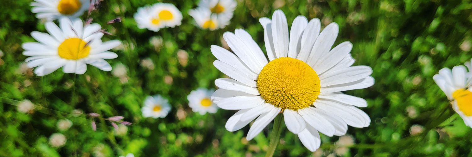 phoesmummy's profile banner image