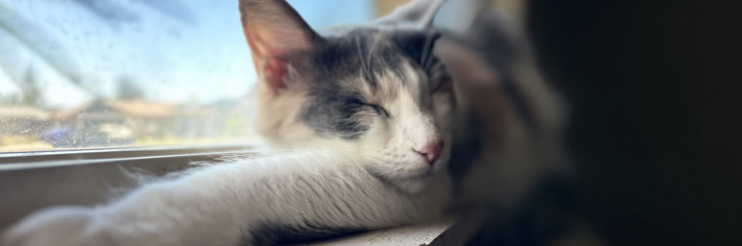 spooky petit chou banner