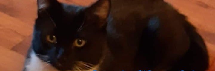 CMealyea's profile banner image