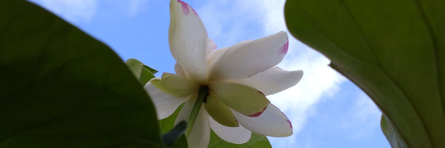 lotus045's profile banner image