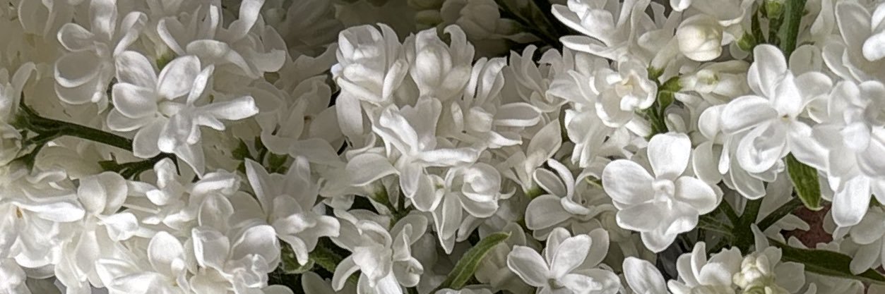 ⋆☾✧❀ banner