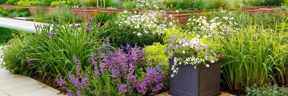 Anthea Harrison banner