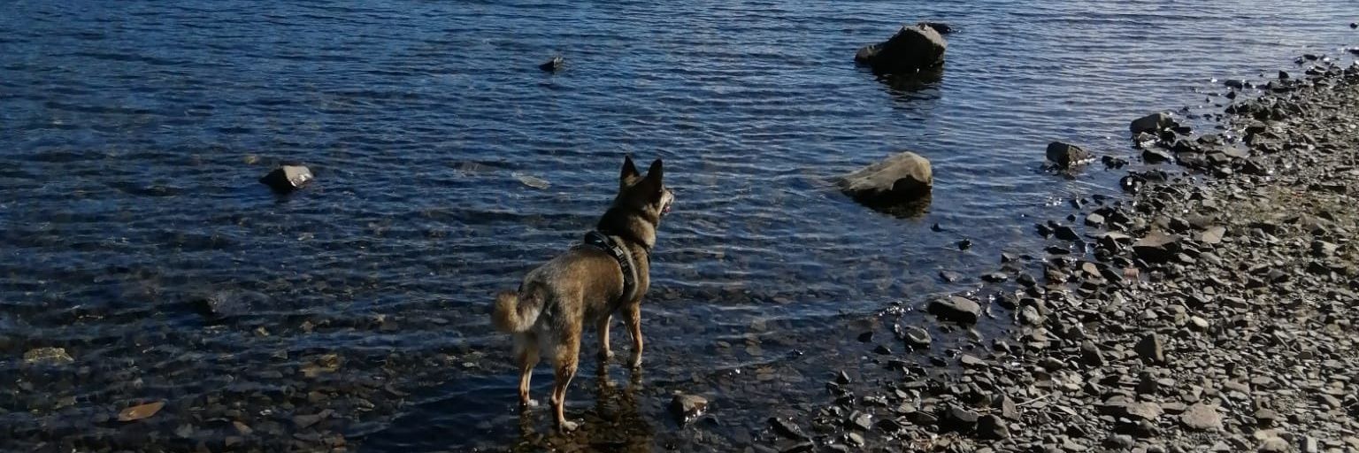 Dr Helen Hull banner