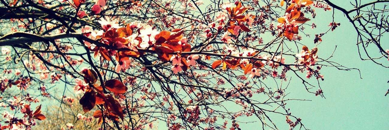 Umbr_Ellaaaa's profile banner image