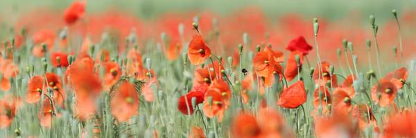 thieusmeets Profile Banner