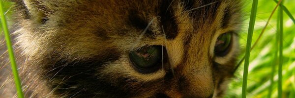aclan Profile Banner