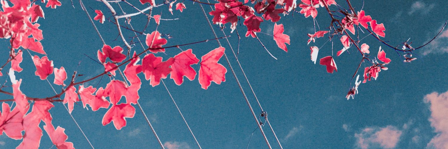 diana 🍉🌺 banner