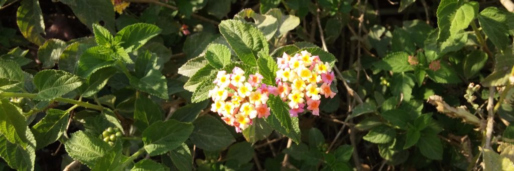 Yehuda Deutsch banner