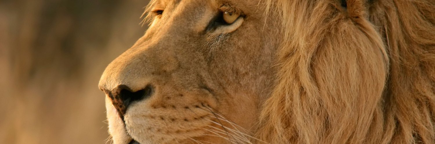 🦁 banner