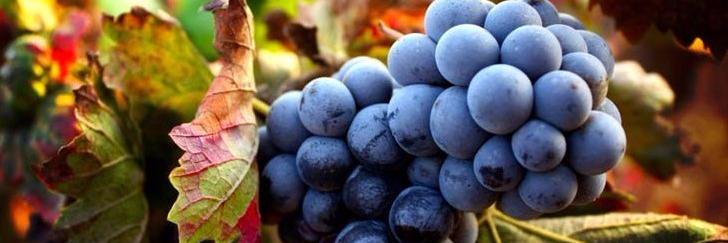 Brunello_ES's profile banner image