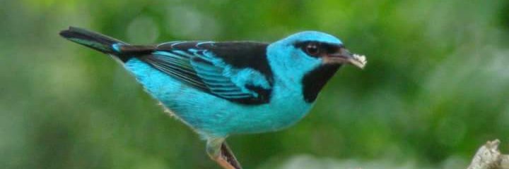 flordegabi's profile banner image