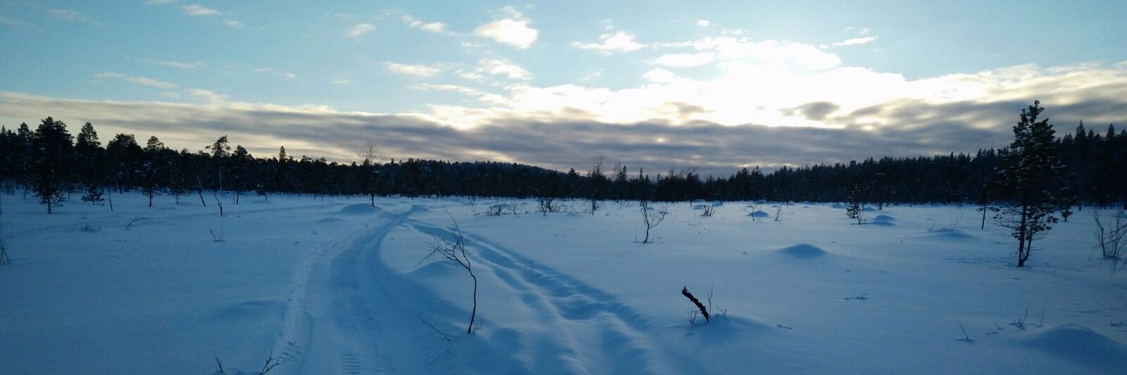 Sophie Rotgeri banner